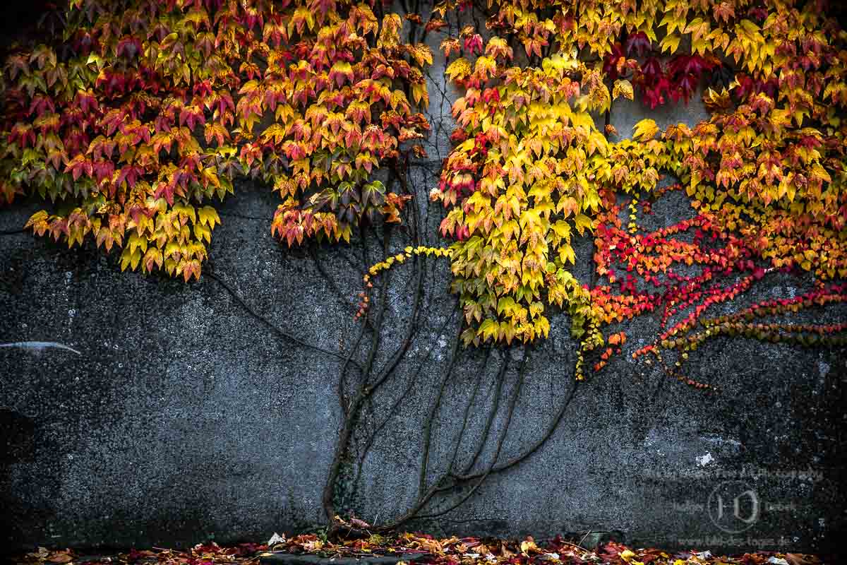 Herbstlaub an der Burgmauer